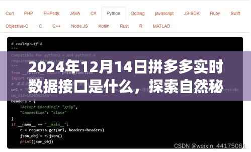 揭秘拼多多实时数据接口背后的故事,探索自然秘境,开启心灵之旅(2024年12月14日实时更新)
