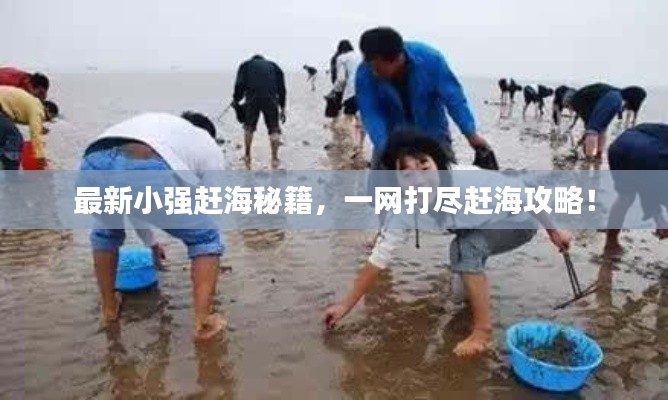 最新小强赶海秘籍,一网打尽赶海攻略!