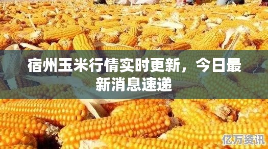 宿州玉米行情实时更新,今日最新消息速递