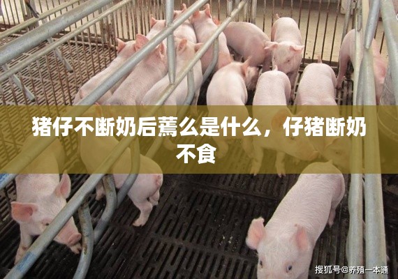 猪仔不断奶后蔫么是什么,仔猪断奶不食