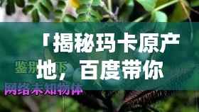 「揭秘玛卡原产地,百度带你探秘奥秘」