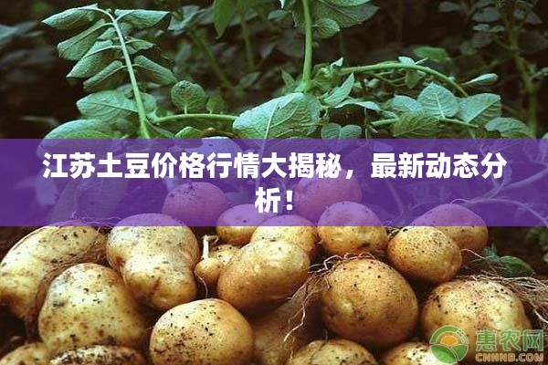 江苏土豆价格行情大揭秘,最新动态分析!
